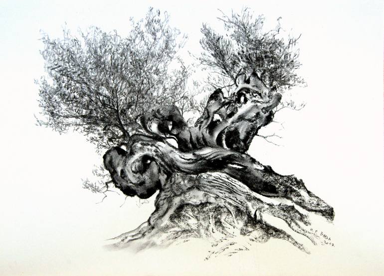 770x553 olive tree legend drawing - Olive Drawing