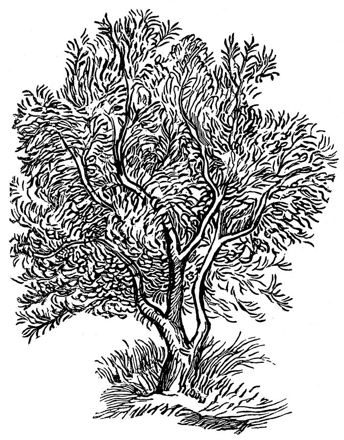 704x900 wild olive tree drawing - Olive Drawing