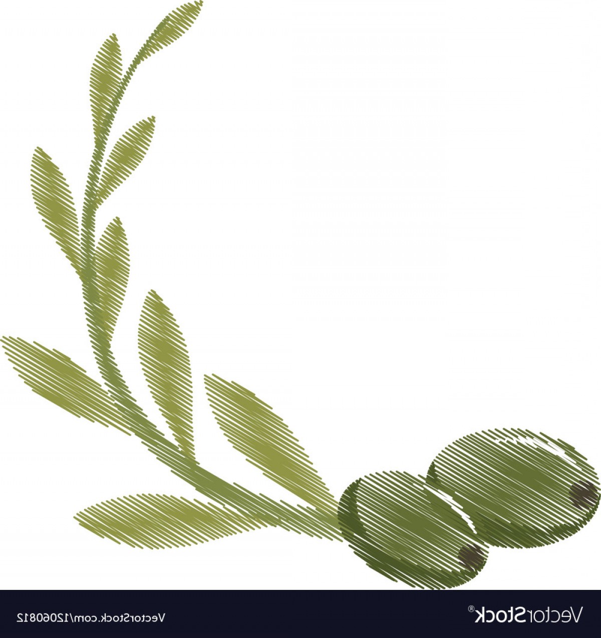 Olive Leaf Drawing at PaintingValley.com | Explore collection of Olive ...