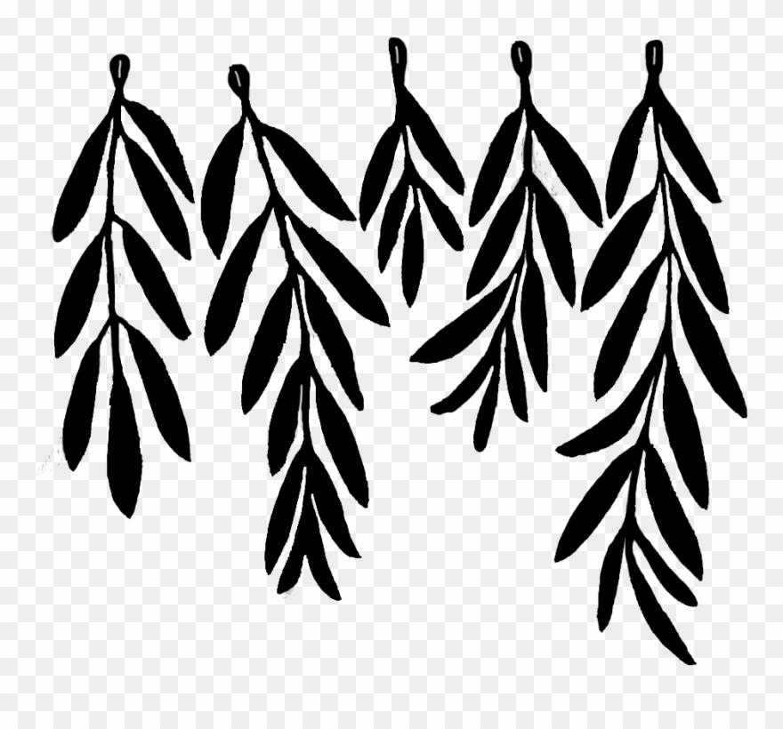 880x820 olive leaf drawing png download clipart - Olive Leaf Drawing