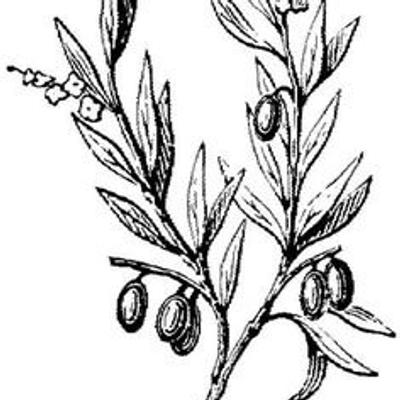 400x400 olive leaf tea company on etsy - Olive Leaf Drawing