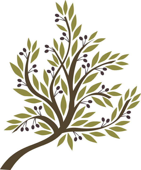 Olive Leaf Drawing at PaintingValley.com | Explore collection of Olive