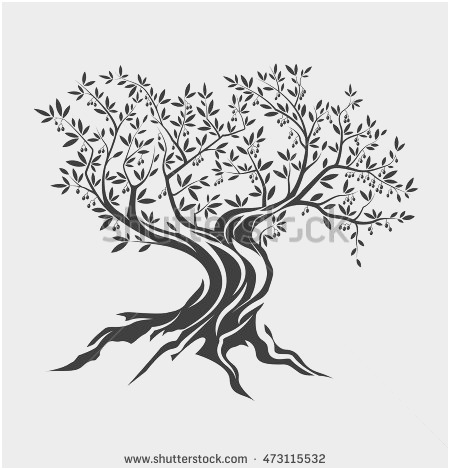 450x470 Olive Tree Coloring - Olive Leaf Drawing