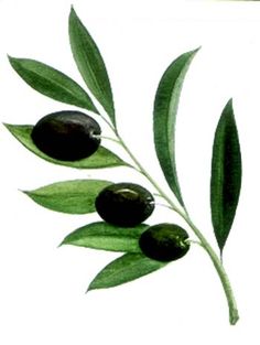 236x313 Best Tcvetia Images Water Colors, Watercolour Paintings - Olive Leaf Drawing