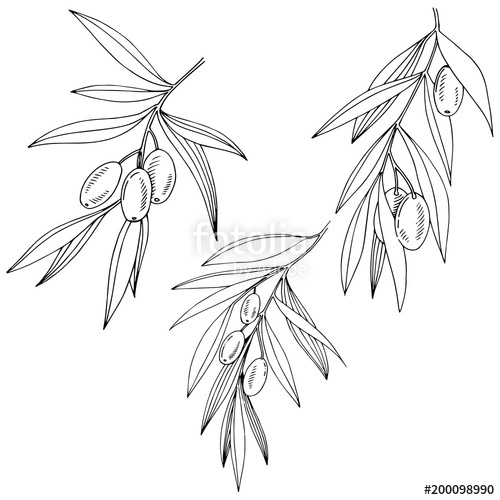 500x500 Olive Tree In A Vector Style Isolated Full Name Of The Plant - Olive Leaf Drawing