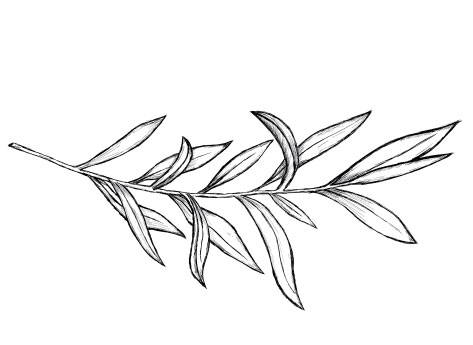 Olive Leaf Drawing at PaintingValley.com | Explore collection of Olive