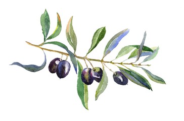 364x240 Search Photos Olive Leaf - Olive Leaf Drawing