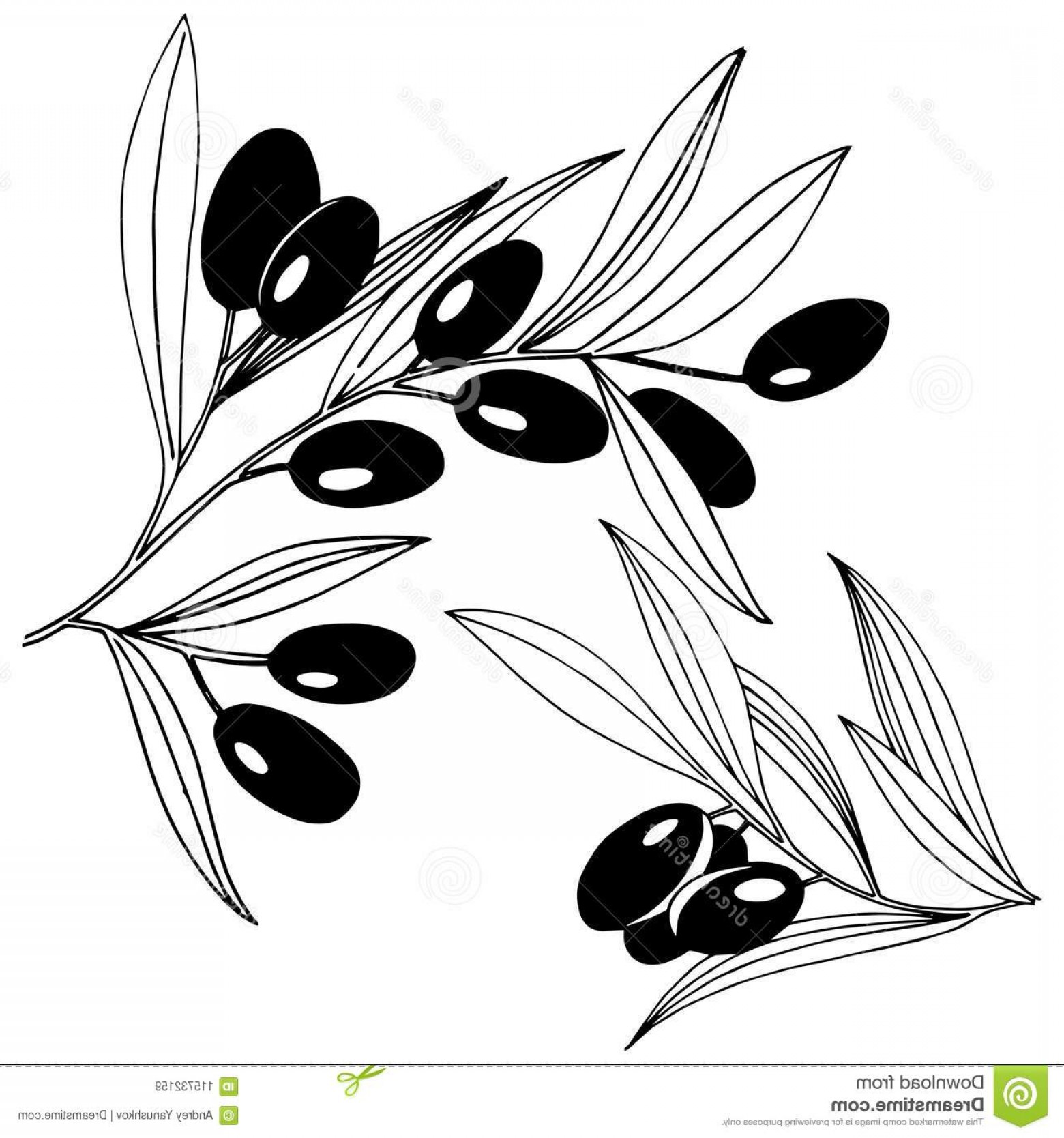 Olive Leaf Drawing at PaintingValley.com | Explore collection of Olive ...