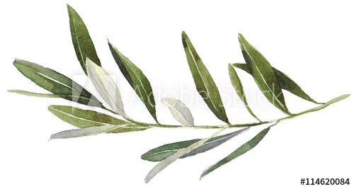 500x267 watercolor olive branch on white background hand drawn watercolor - Olive Leaf Drawing