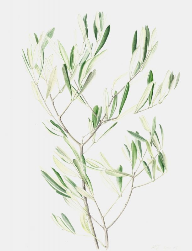 611x800 Young Olive Leaves - Olive Leaf Drawing