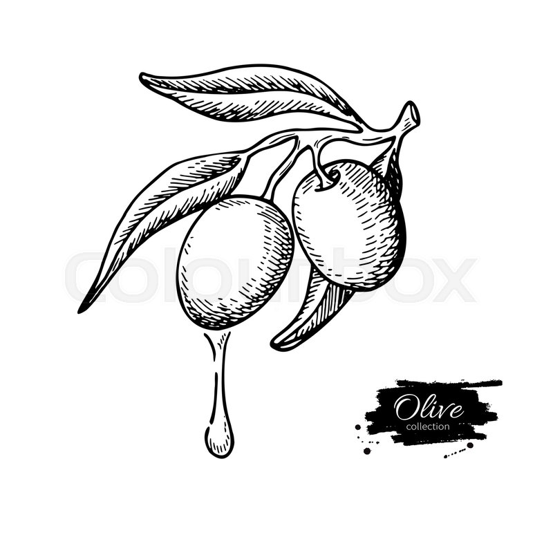 800x800 olive branch with a drop of olive oil stock vector colourbox - Olive Oil Drawing