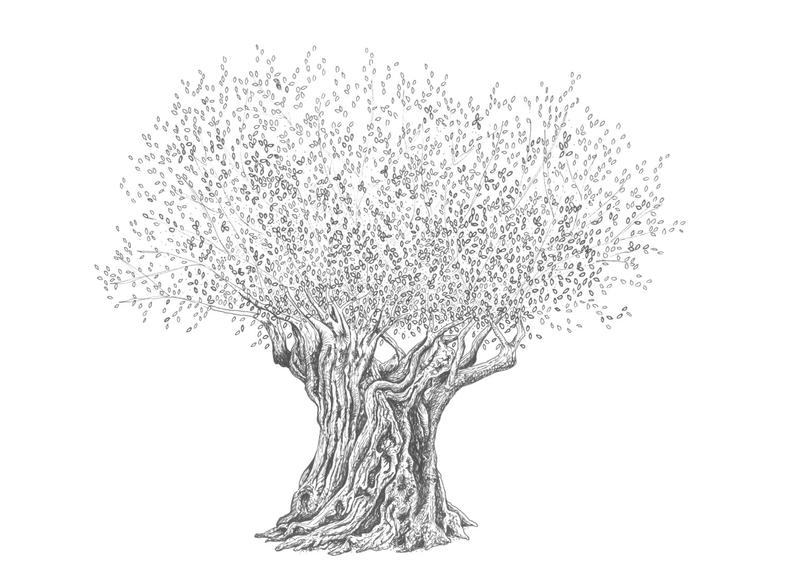 794x561 Olive Tree Print Of Original Pen Ink Drawing Etsy - Olive Tree Drawing
