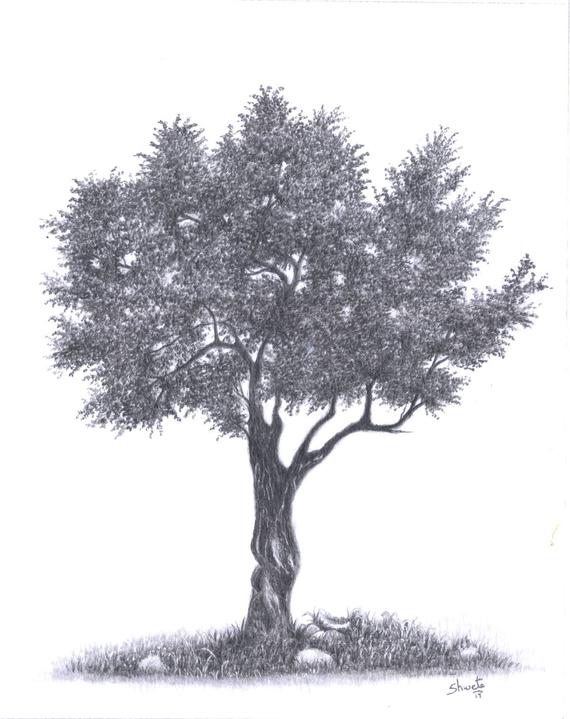 570x719 Olive Tree Drawing Etsy - Olive Tree Drawing
