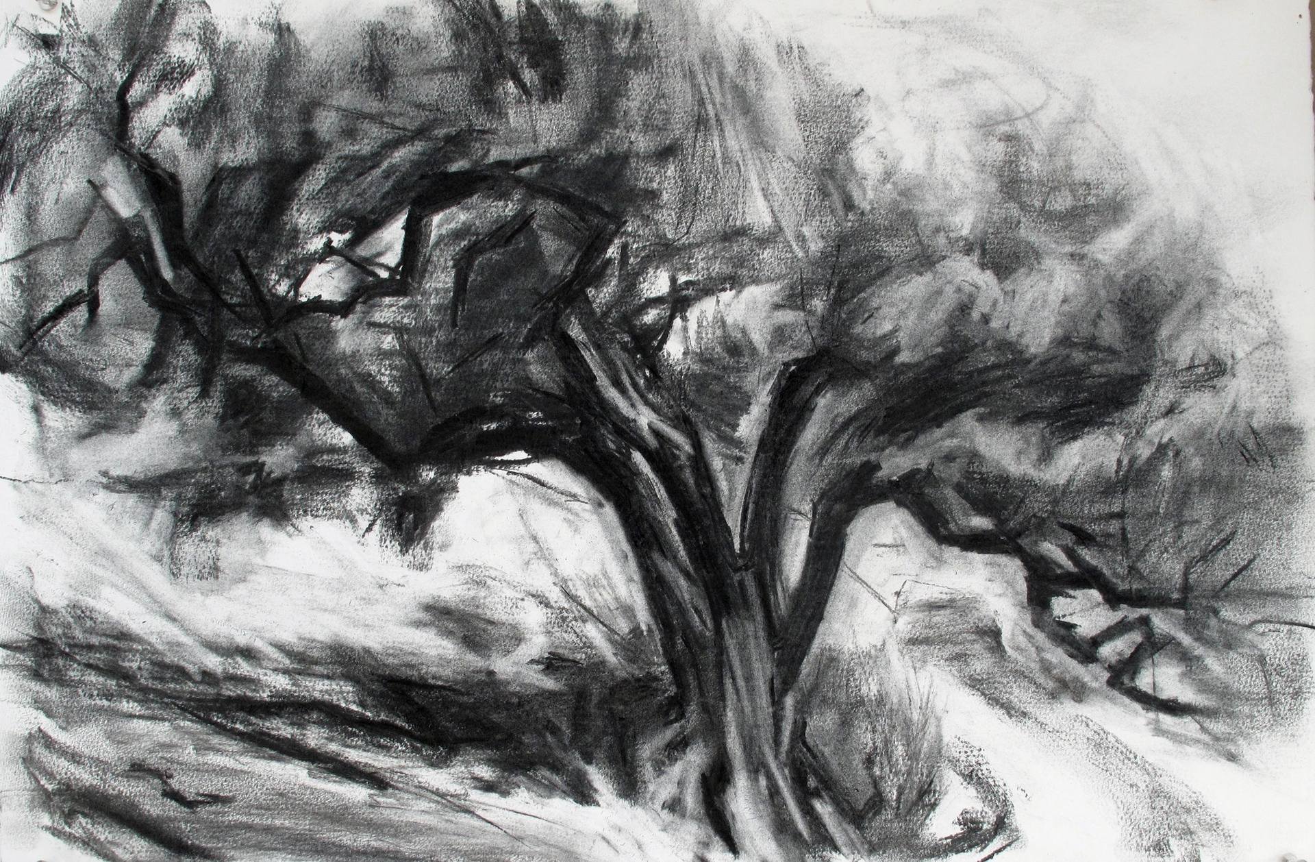 1920x1258 Olive Tree Drawing - Olive Tree Drawing