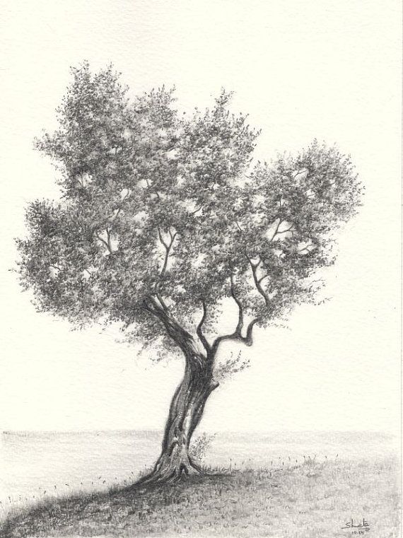 570x761 Olive Tree Drawing - Olive Tree Drawing
