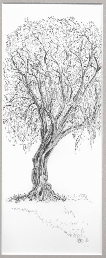 375x906 Olive Tree No Beaulieu Sur Mer Drawing - Olive Tree Drawing