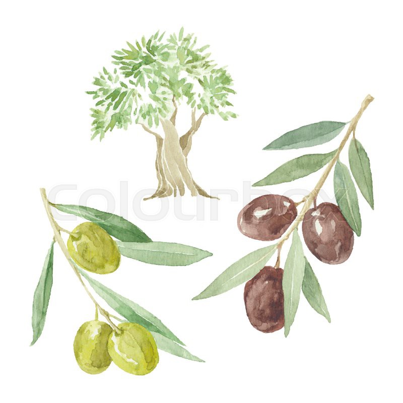800x800 olive branches and olive tree drawing stock vector colourbox - Olive Tree Drawing