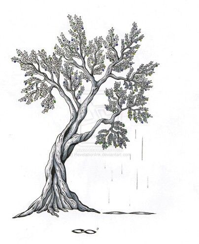 404x495 Olive Tree Tattoo Design Mom - Olive Tree Drawing