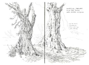 375x272 Olive Trees Drawing - Olive Tree Drawing