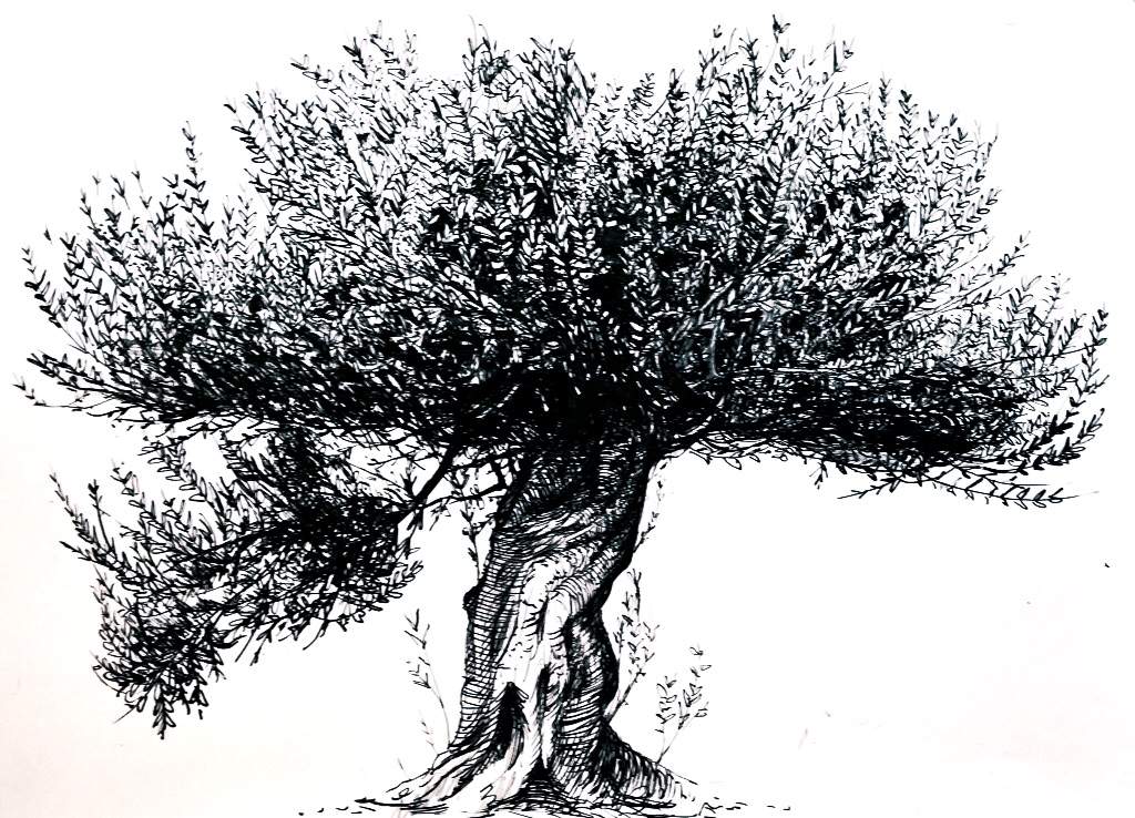 1024x738 Pen And Ink Sketch Of An Olive Tree Amino - Olive Tree Drawing