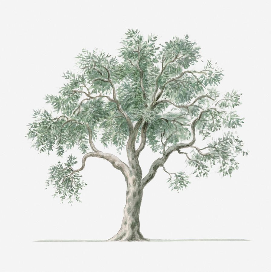 896x900 tattoo ideas in olive tree, olive tree - Olive Tree Drawing