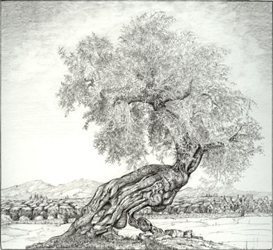 393x360 The Lonely Olive Tree - Olive Tree Drawing