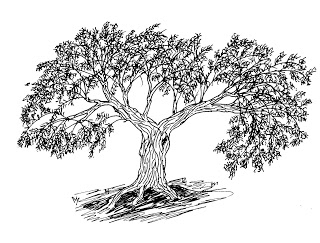 Olive Tree Drawing at PaintingValley.com | Explore collection of Olive ...