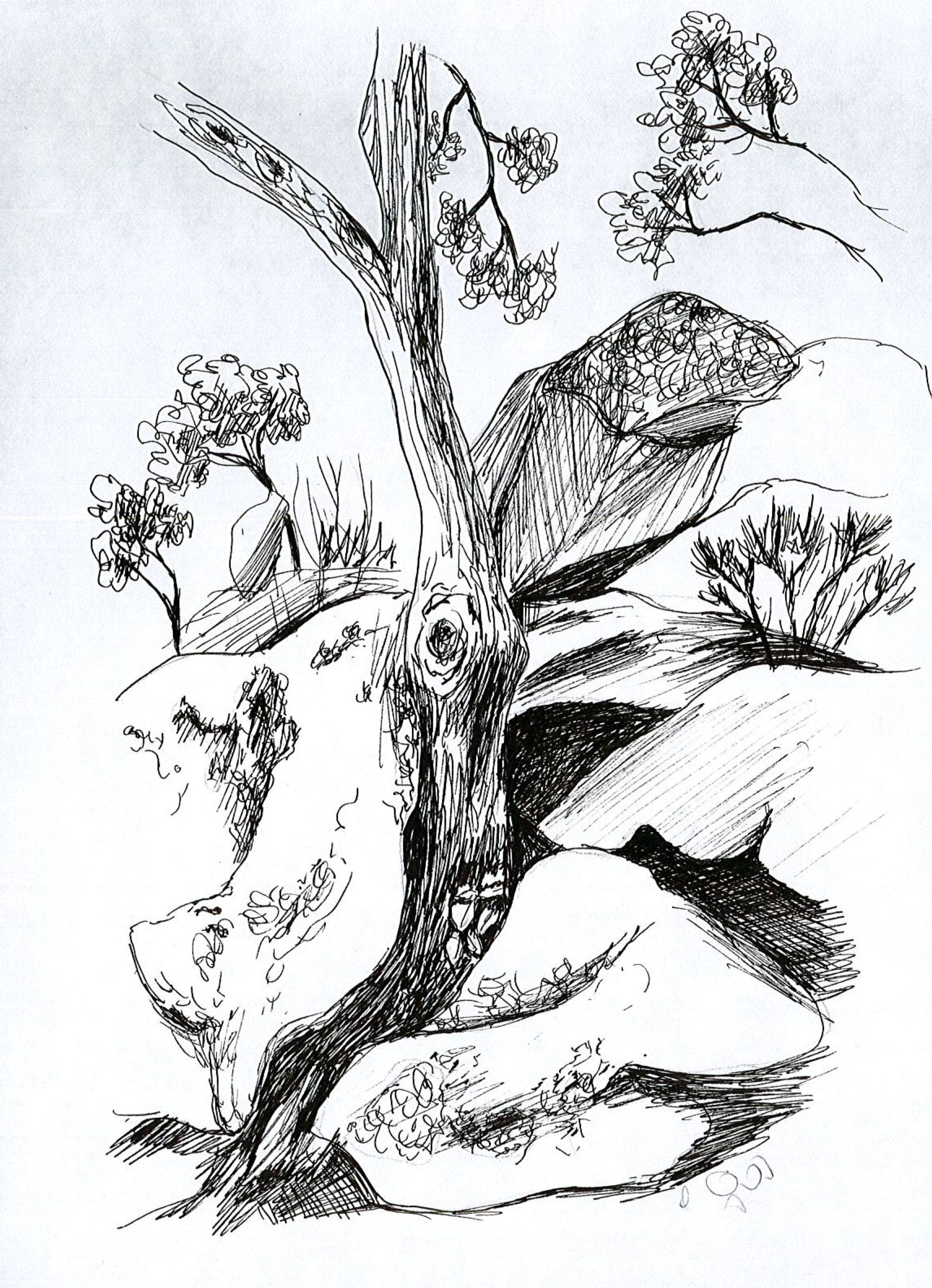 1720x2377 The Olive Tree Drawing That Finds Life Among The Big Rocks Steemit - Olive Tree Drawing