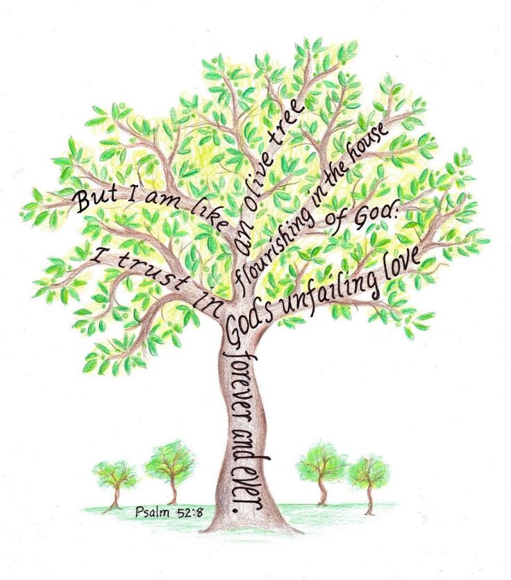 736x836 Tree Pictures With Scripture Verses Olive Tree Drawing - Olive Tree Drawing