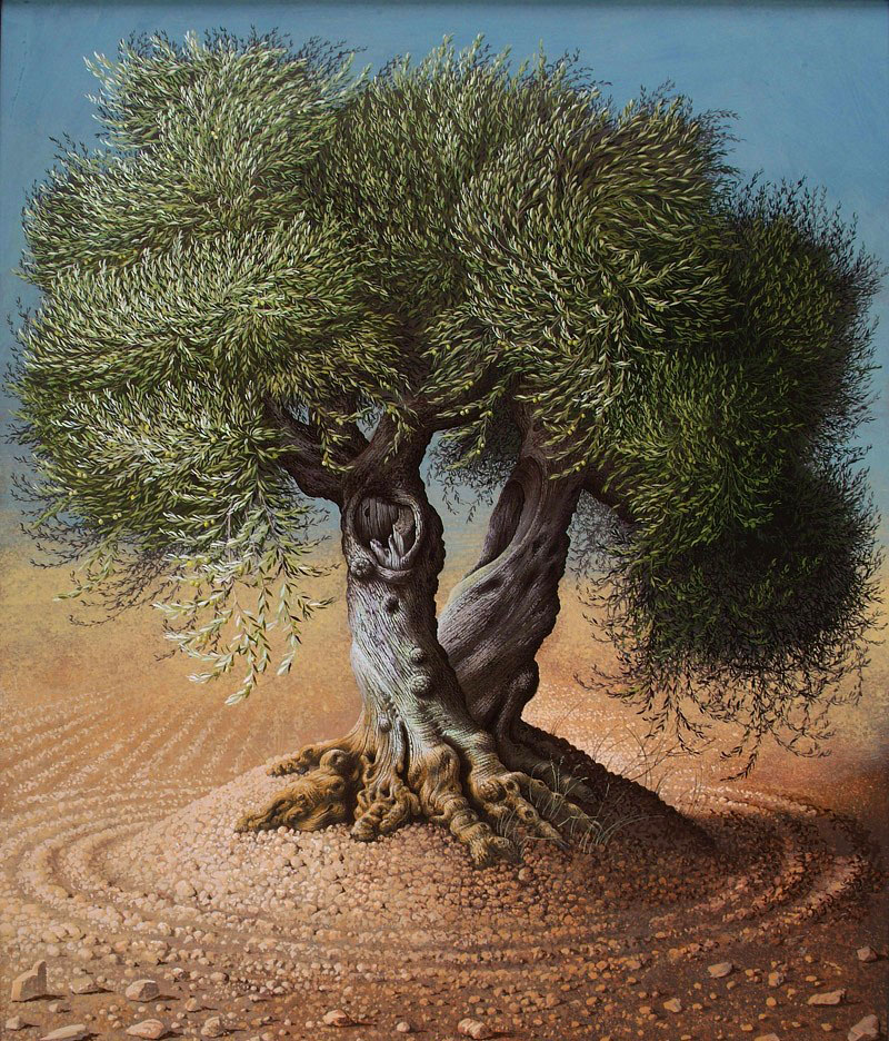 800x936 Olive Tree Drawing - Olive Tree Drawing