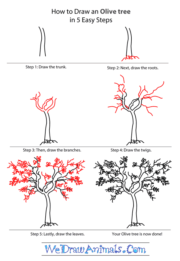 600x871 How To Draw An Olive Tree - Olive Tree Drawing