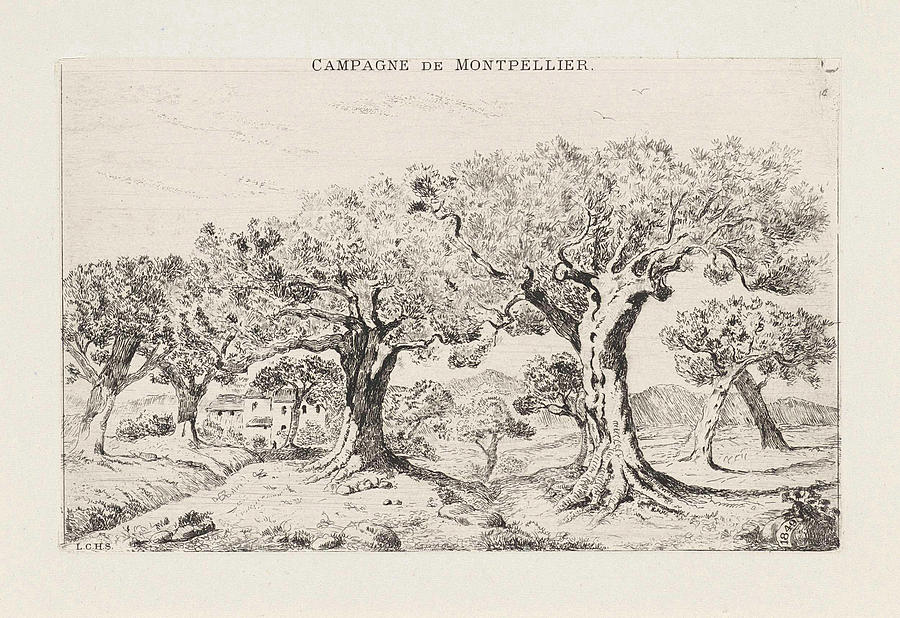 900x618 Landscape With Olive Trees In Montpellier France Drawing - Olive Tree Drawing