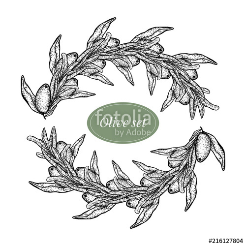 Olive Wreath Drawing at Explore collection of