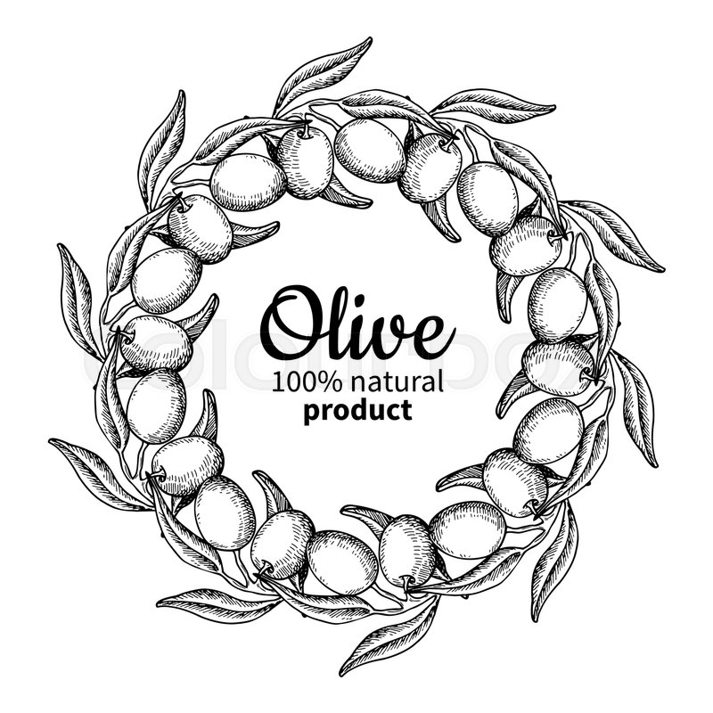 800x800 olive wreath hand drawn vector stock vector colourbox - Olive Wreath Drawing