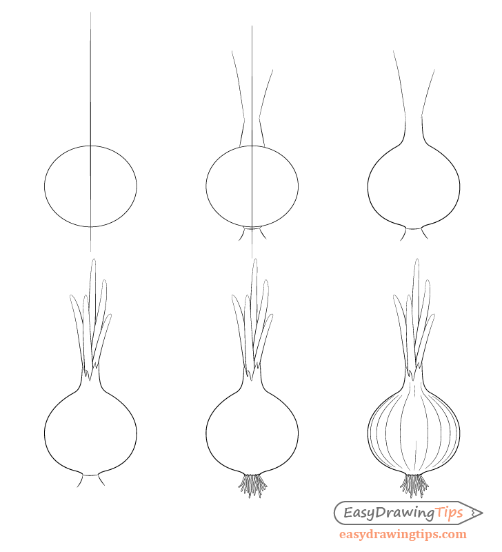728x800 how to draw an onion step - Onion Drawing