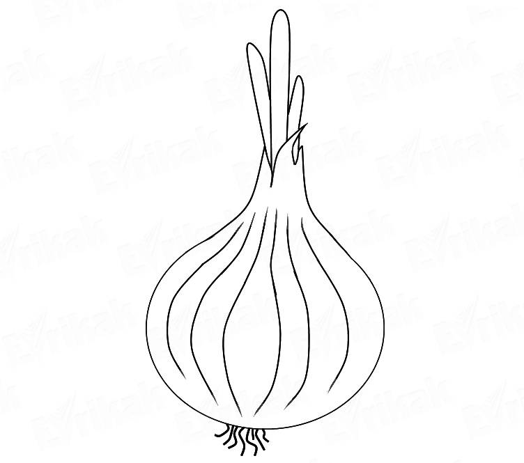 Best Onion Sketch Drawing with Pencil