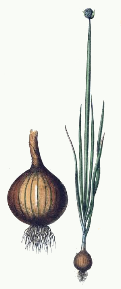 246x589 onion plant drawing - Onion Drawing
