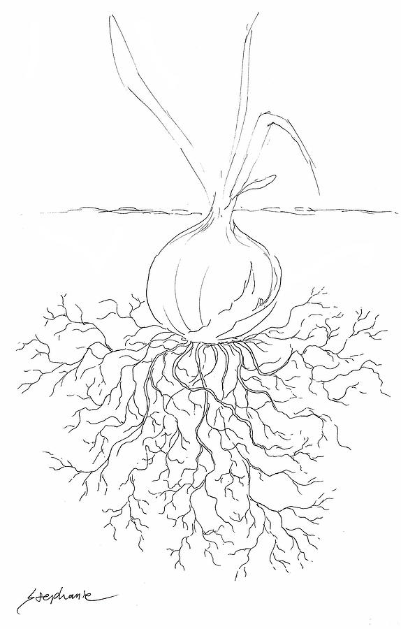 574x900 onion sketch drawing - Onion Drawing