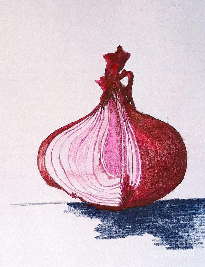 691x900 red onion drawing - Onion Drawing