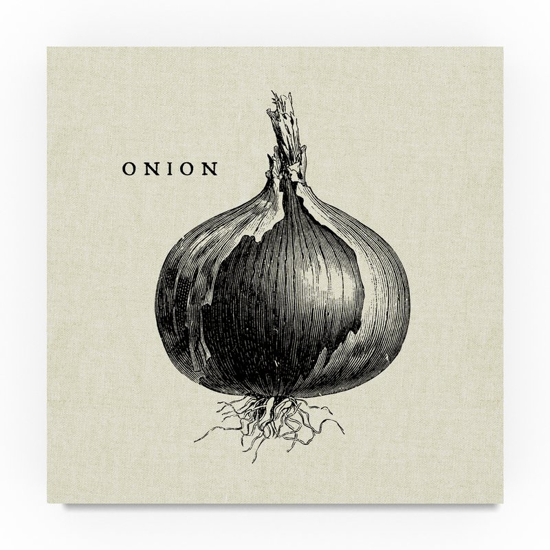 800x800 trademark art 'linen vegetable bw sketch onion' drawing print - Onion Drawing