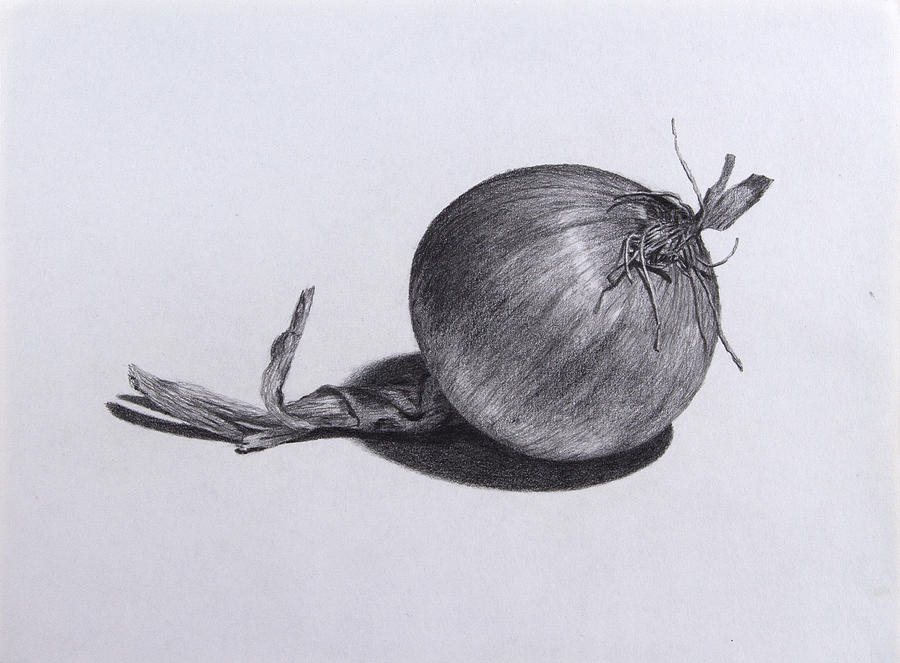 Onion Drawing at PaintingValley.com | Explore collection of Onion Drawing