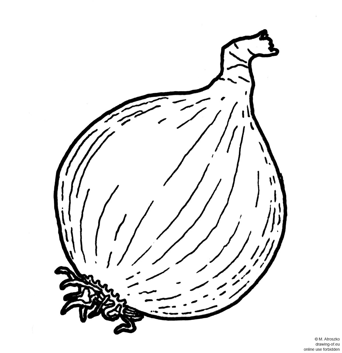 Onion Drawing at Explore collection of Onion Drawing