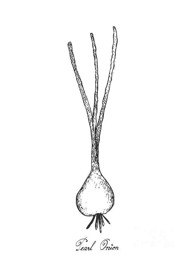 654x900 hand drawn of fresh pearl onion on white background drawing - Onion Drawing