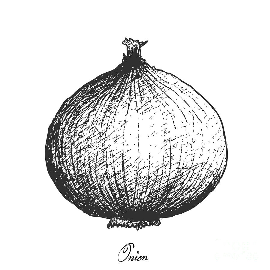 900x900 hand drawn of fresh yellow onion on white background drawing - Onion Drawing