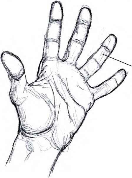 448x604 How Draw Open Hand Step Step Drawing Hands In How To Draw - Open Drawing