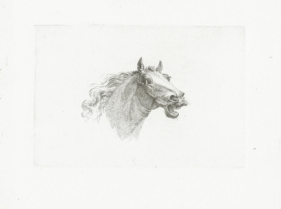 900x669 Horse Head With Open Mouth, Right, Joannes Bemme Drawing - Open Mouth Drawing