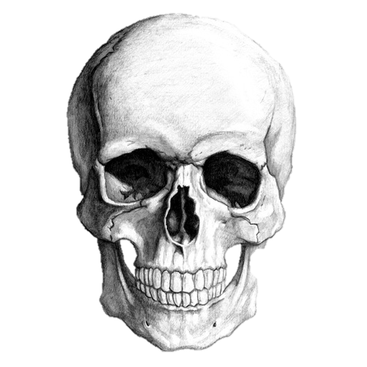 528x528 human skull mouth open - Open Mouth Skull Drawing