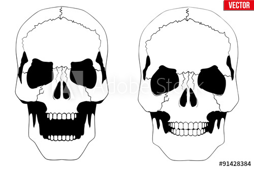 500x334 human skull with open mouth in sketch style - Open Mouth Skull Drawing