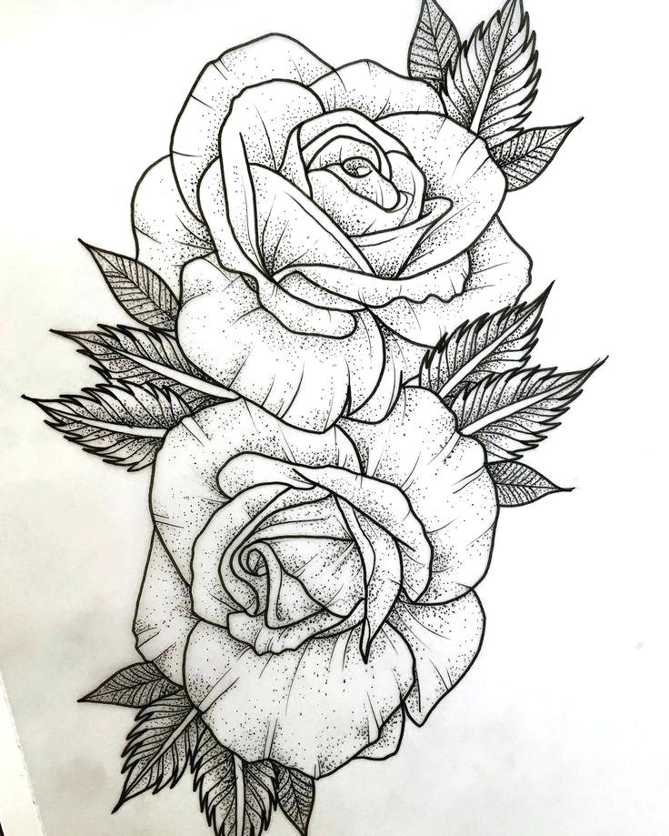 Open Rose Drawing at Explore collection of Open