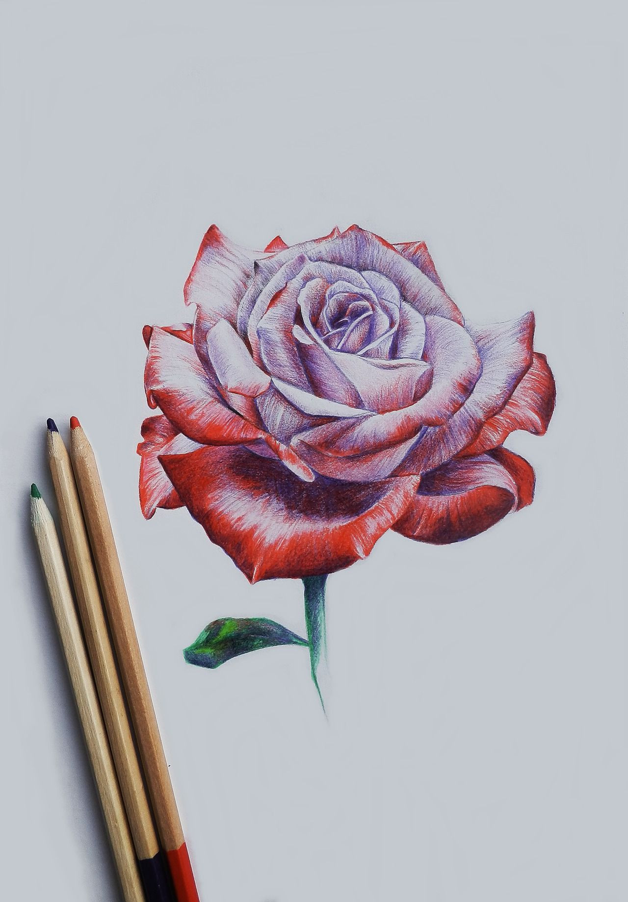 1280x1839 How To Draw An Easy Open Rose - Open Rose Drawing